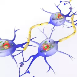 Neuron Low-poly  3D model