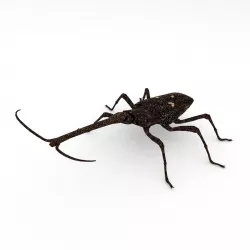 New Zealand giraffe weevil Low-poly  3D model