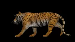 Photorealistic CGI Tiger Rigged 3D Model Low-poly  3D model