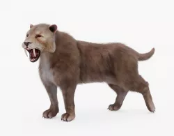 Sabertooth Rigged Fur Low-poly  3D model