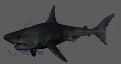 Shark 3D model