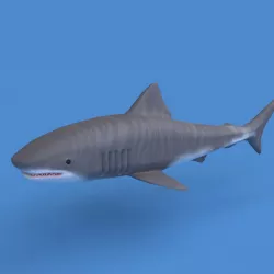 Shark 3d model Low-poly  3D model