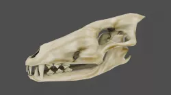 Skull Wolf Low and Hig Poly Pack Low-poly  3D model