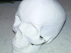 Sliced Human Skull with Mandible and Teeth