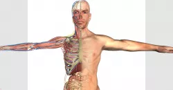 Anatomy Male 3D model