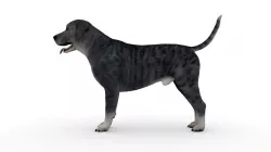 ANML-025 Dog Animated 3D model