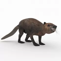 Beaver 3D model