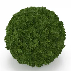 Boxwood Sphere 3D model