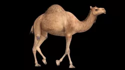 camel animated walk and  run Low-poly  3D model