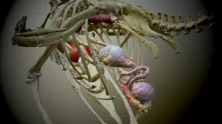 Chicken skeleton and organs 3D model