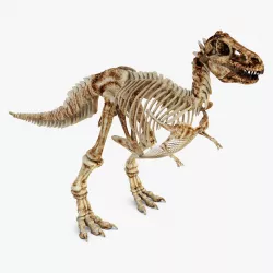 Dinosaur Skeleton 3D model