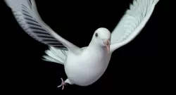 DOVE RIG 3D MODEL 3D model