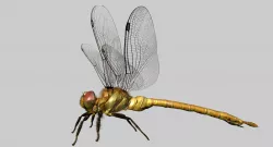 DRAGONFLY 3D MODEL 3D model