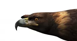 eagle 3d rig model 3D model