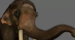 elephant 3d rig model 3D model