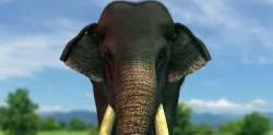 elephant 3d rig model 3D model