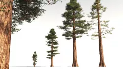 EVERYPlant Coastal Redwood 01 -- 6 Models 3D model