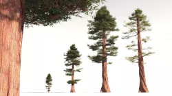 EVERYPlant Coastal Redwood 02 -- 6 Models 3D model