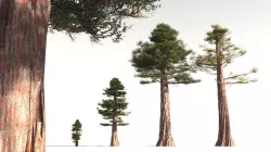 EVERYPlant Coastal Redwood 03 -- 6 Models 3D model