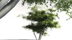 EVERYPlant Japanese Maple 05 -- 11 Models 3D model
