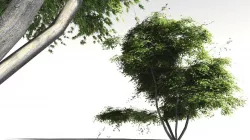 EVERYPlant Japanese Maple 11 -- 11 Models 3D model