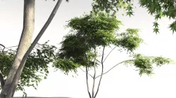 EVERYPlant Japanese Maple 12 -- 11 Models 3D model