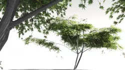 EVERYPlant Japanese Maple 13 -- 11 Models 3D model
