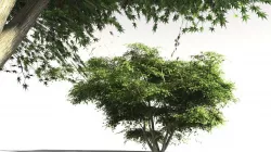EVERYPlant Japanese Maple 14 -- 11 Models 3D model