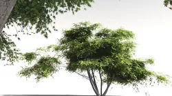 EVERYPlant Japanese Maple 15 -- 11 Models 3D model