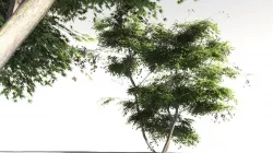 EVERYPlant Japanese Maple 16 -- 11 Models 3D model