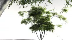 EVERYPlant Japanese Maple 17 -- 11 Models 3D model
