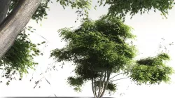 EVERYPlant Japanese Maple 18 -- 11 Models 3D model