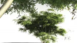 EVERYPlant Japanese Maple 19 -- 11 Models 3D model