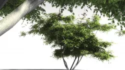 EVERYPlant Japanese Maple 20 -- 11 Models 3D model