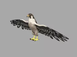 Falcon 3d model 3D model