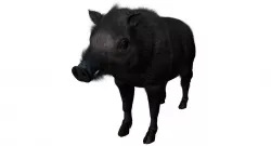 forest pig 3d model  3D model