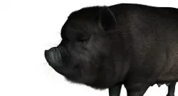 forest pig 3d model  3D model