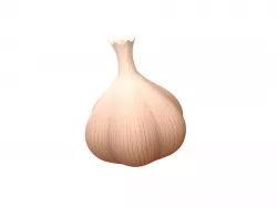 Garlic 3D model