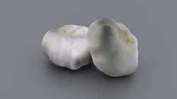 garlic 3D model