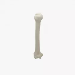 Human humerus bone 3D model