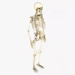 Human Skeleton 3D model