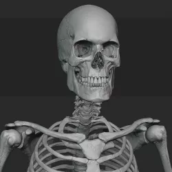Male skeleton sculpt 3D model