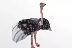 Ostrich Low-poly  3D model