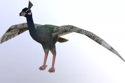 Peafowl Chick Low-poly  3D model