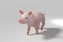 Pig 3d model 3D model