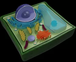 PLANT CELL Low-poly  3D model