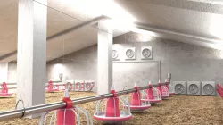 Poutry farm feeder drinker sawdust 3D model