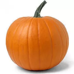 Pumpkin Haloween on CULTZONE GAMES Low-poly  3D model