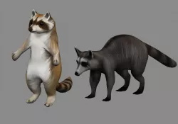 raccoon 2 animal in one archive 3D model