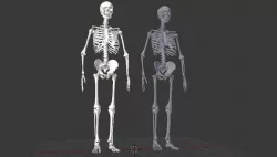 Realistic Human Skeleton models Low-poly  3D model
